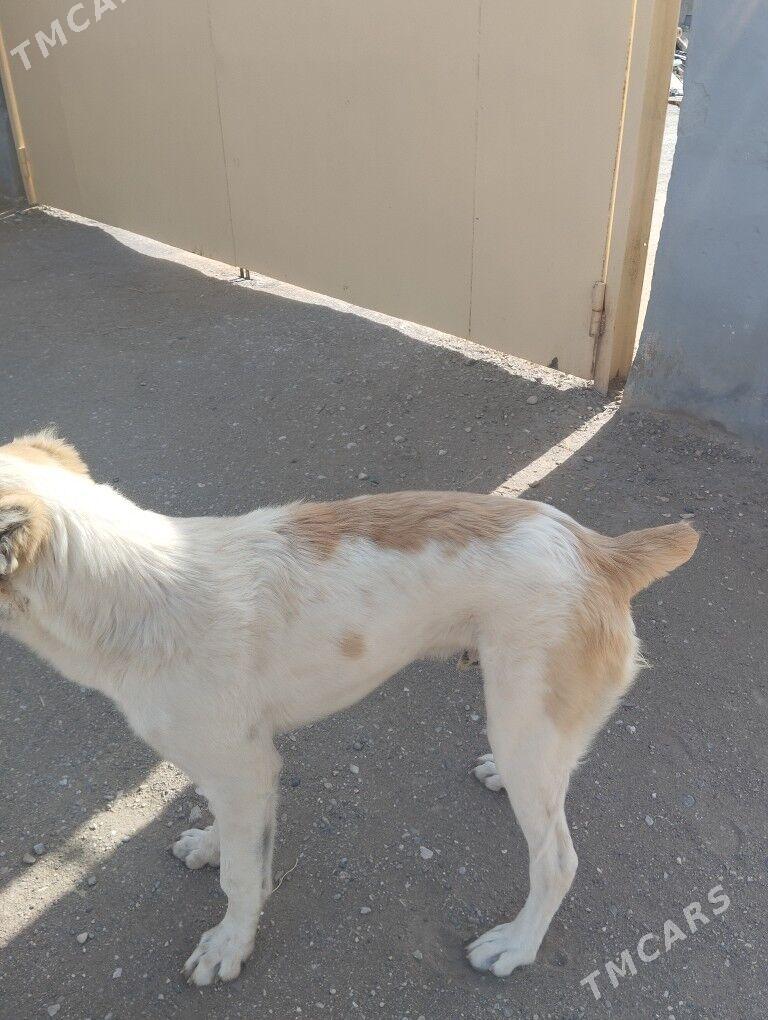 Alabaý - Gumdag - img 2