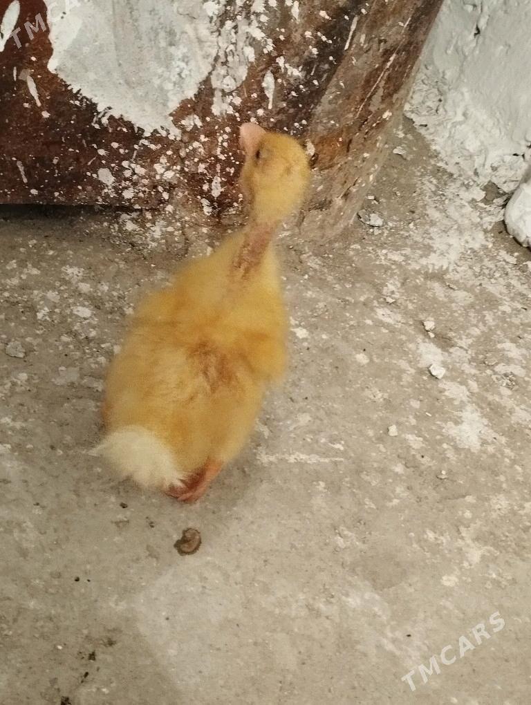 Ördek juje gak gak - Balkanabat - img 7