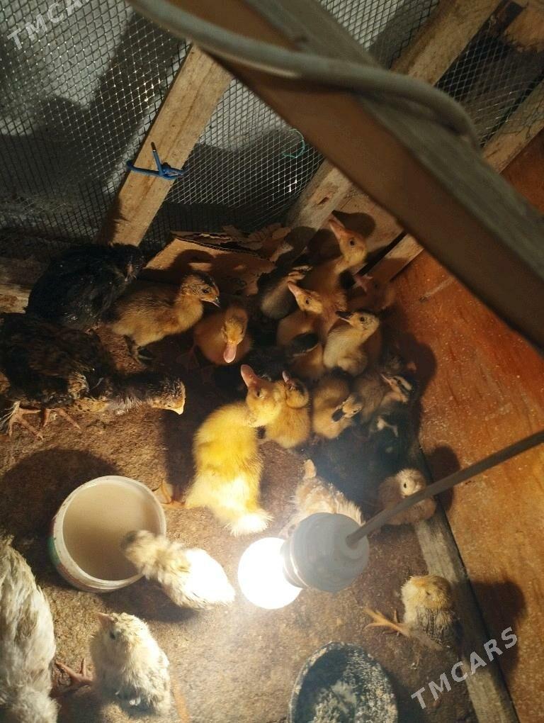 Ördek juje gak gak - Balkanabat - img 8