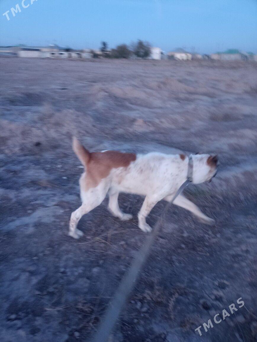 Alaway - Серахс - img 2