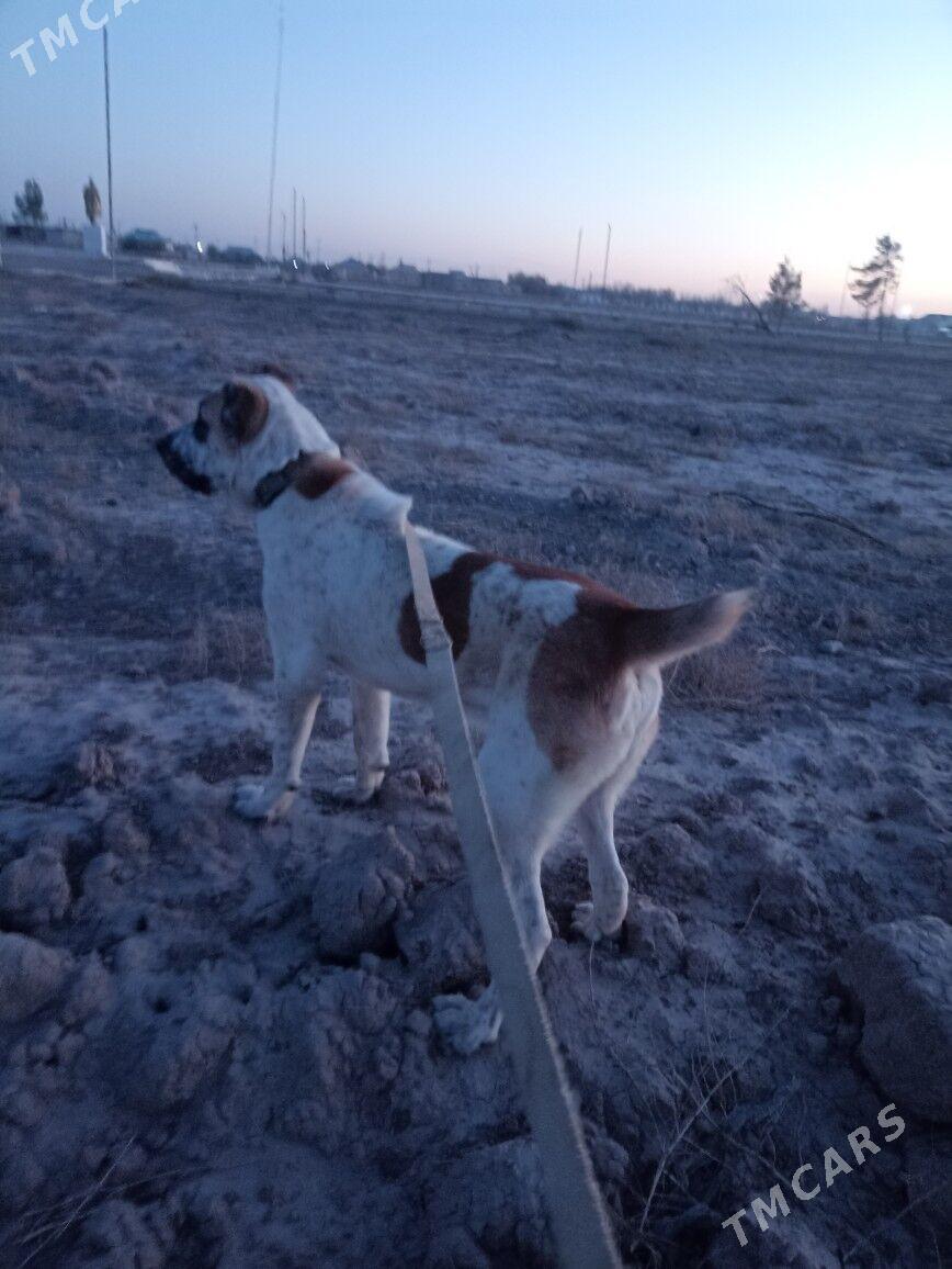 Alaway - Серахс - img 4