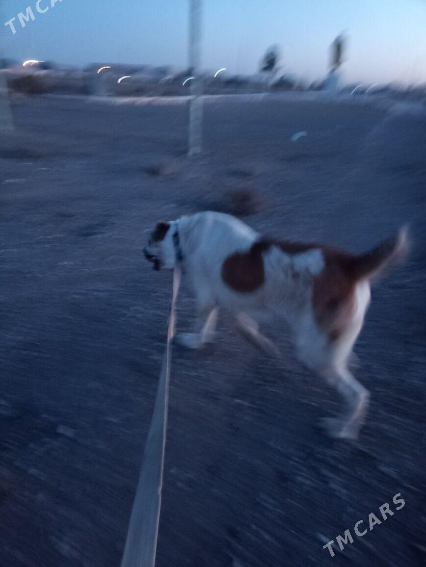 Alaway - Серахс - img 3