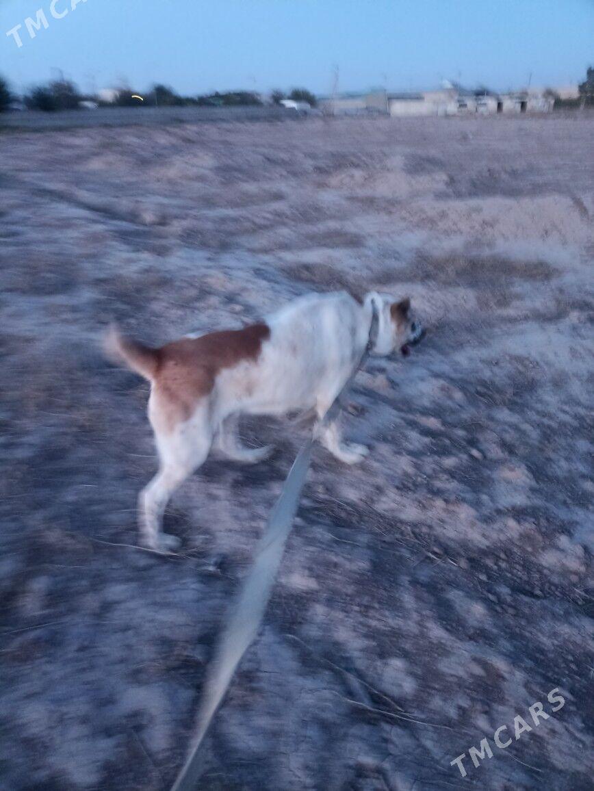 Alaway - Серахс - img 5