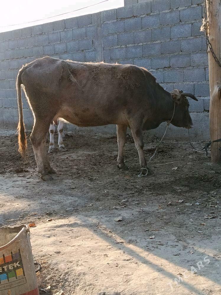 göleli sygyr - Bäherden - img 1