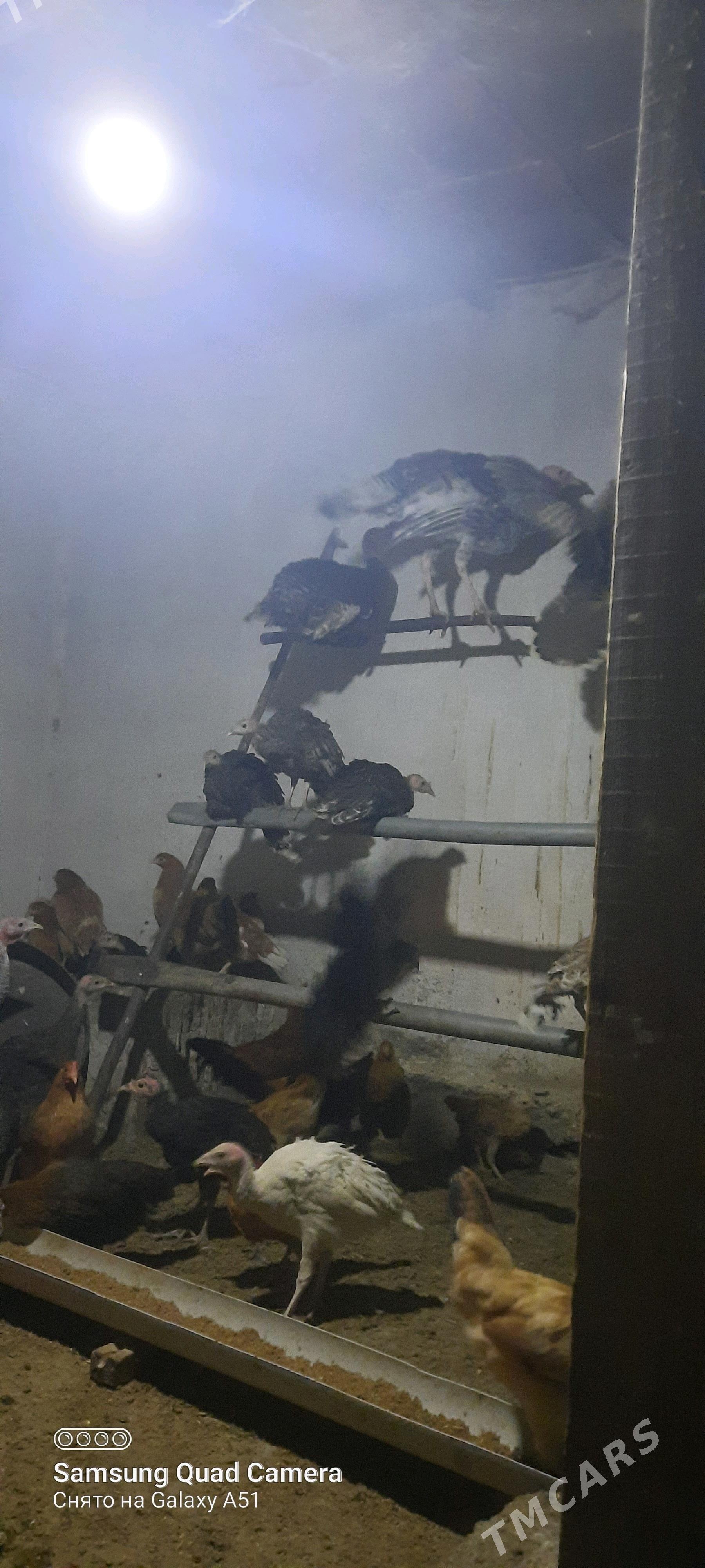 induk jüje - Теджен - img 2