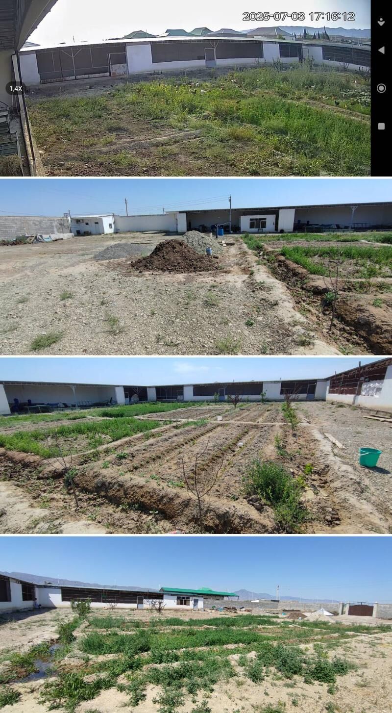 mal yatak ferma towuk juyje - Magtymguly - img 4