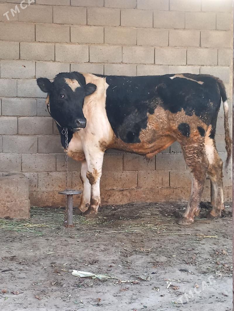 Galisdeyin okuz - Ашхабад - img 3