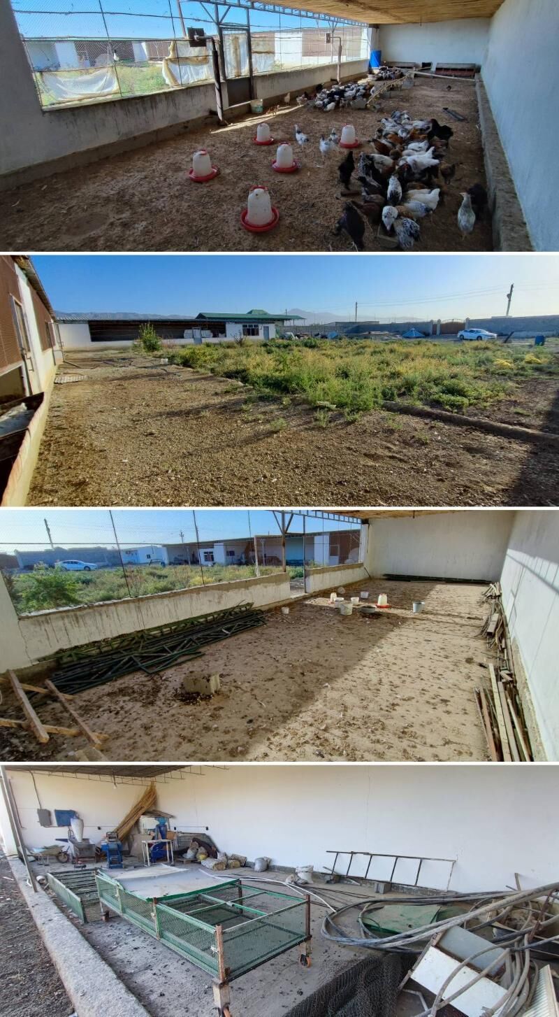 mal yatak ferma towuk juyje - Magtymguly - img 5