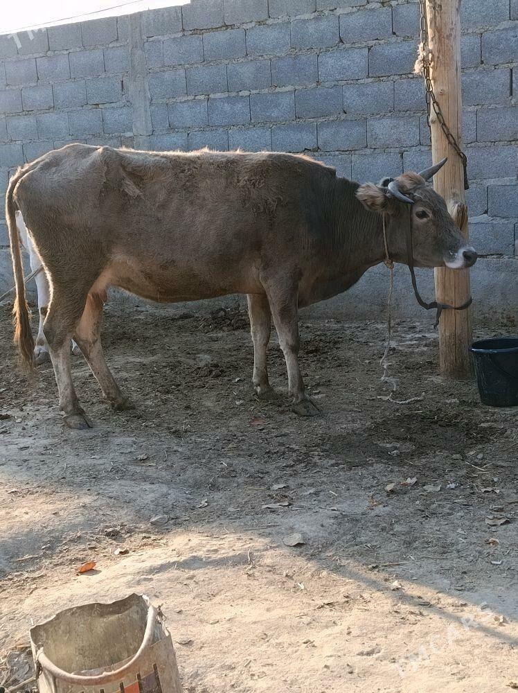 göleli sygyr - Bäherden - img 3