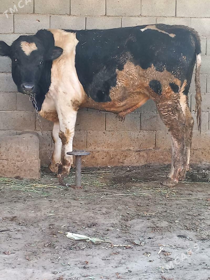 Galisdeyin okuz - Ашхабад - img 2