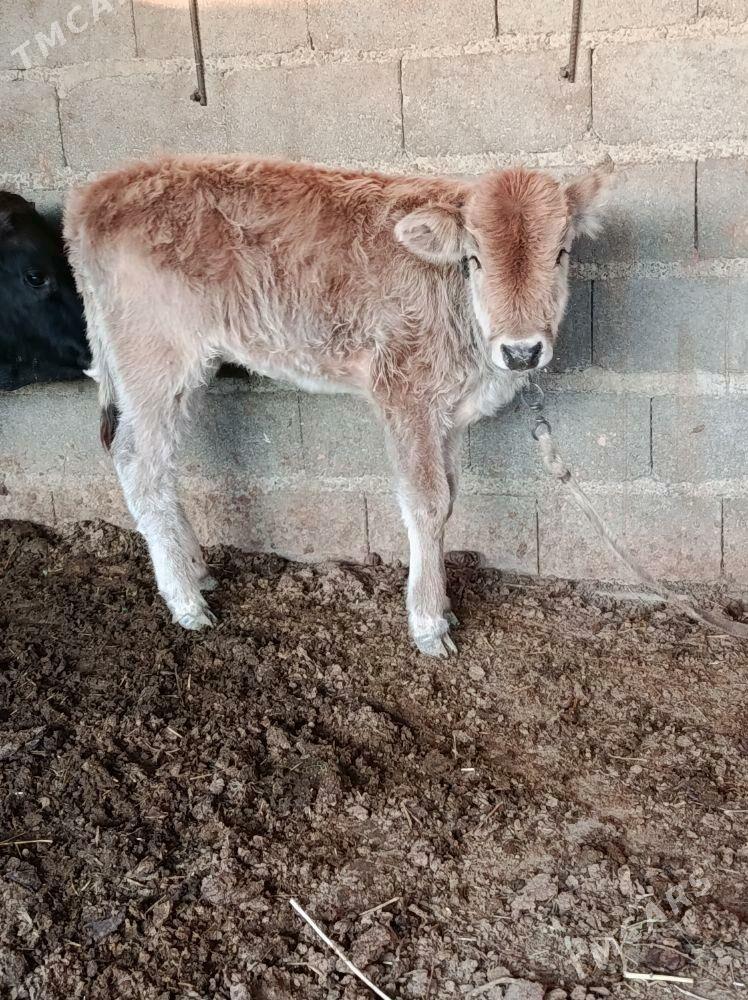 göleli sygyr - Bäherden - img 2