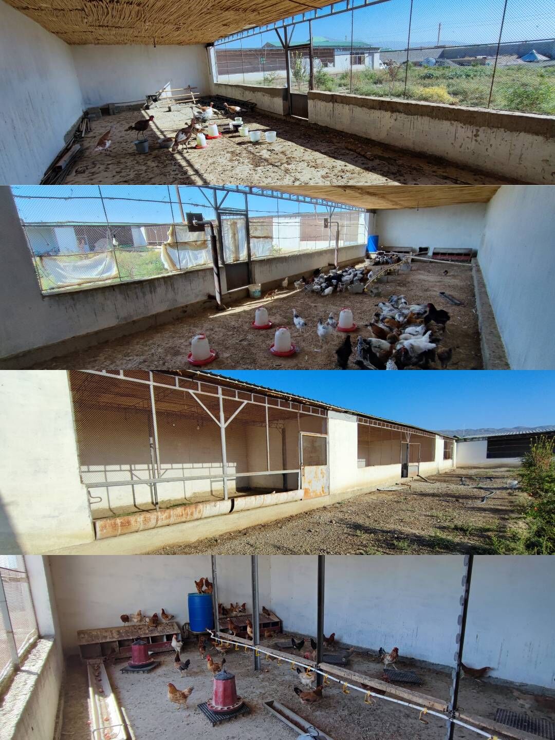 mal yatak ferma towuk juyje - Magtymguly - img 3