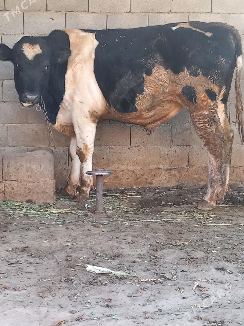 Galisdeyin okuz - Ашхабад - img 4