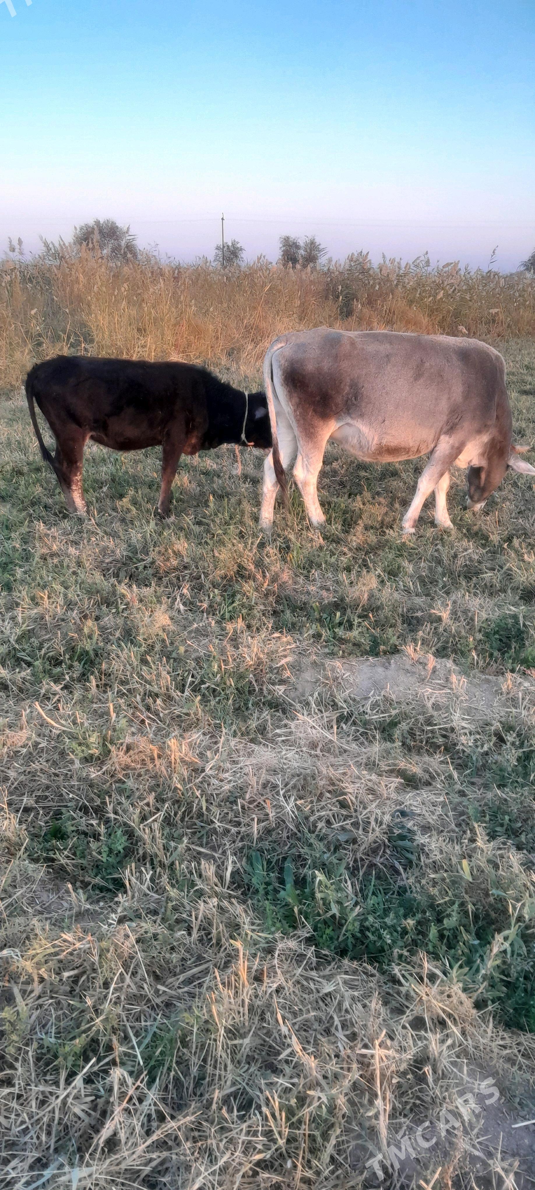 Tüwe - Яшлык - img 5