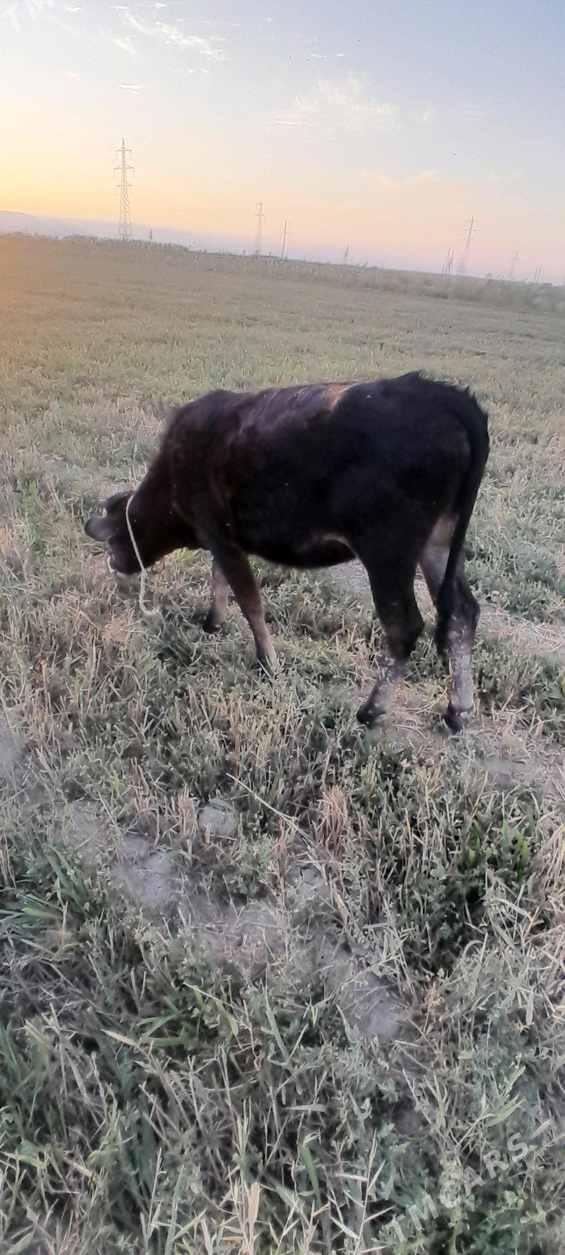 Tüwe - Яшлык - img 4