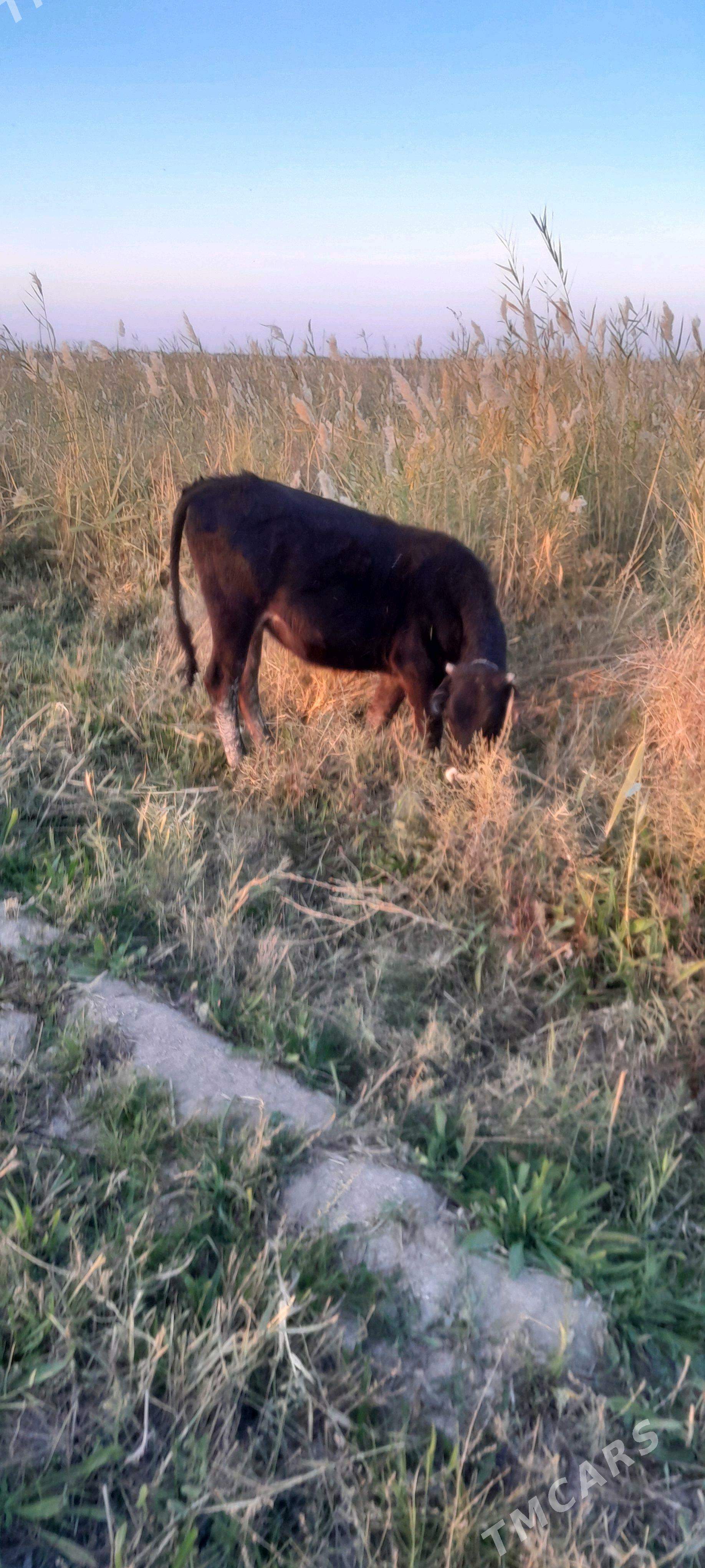 Tüwe - Яшлык - img 2