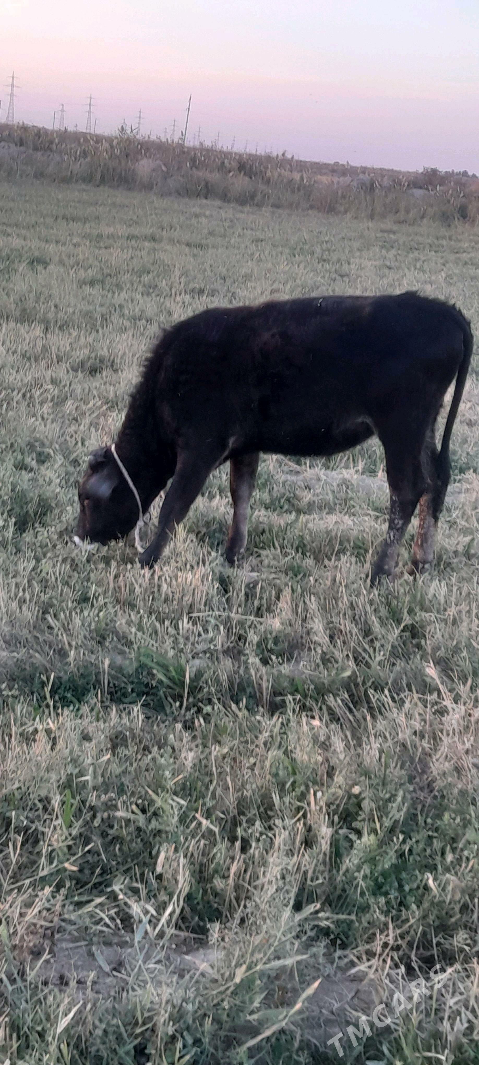 Tüwe - Яшлык - img 3