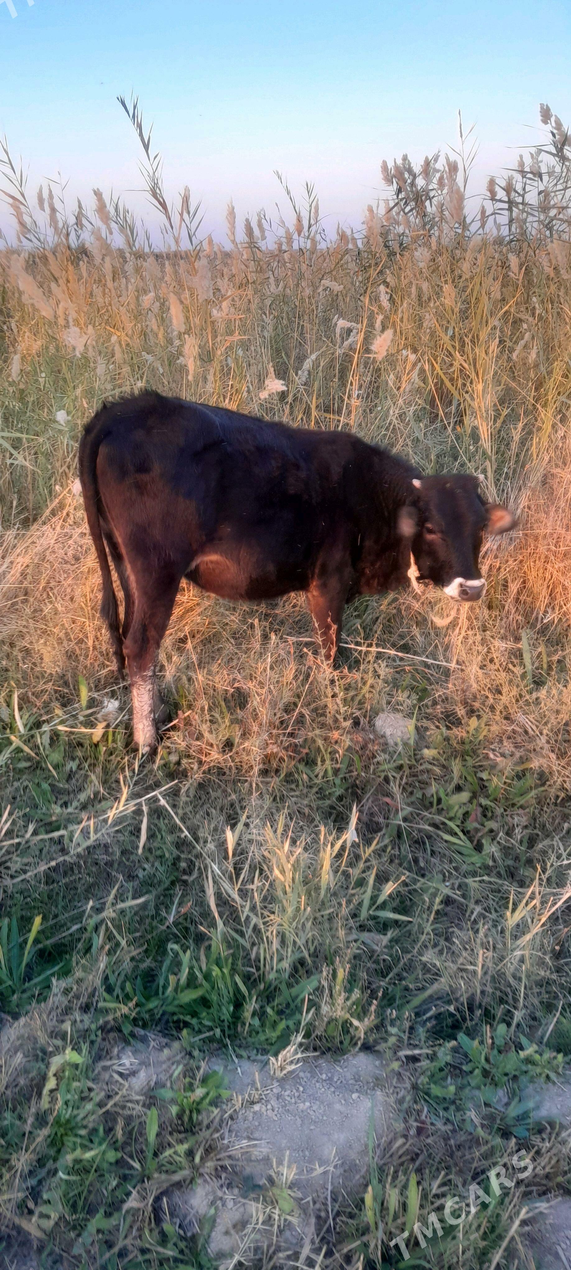 Tüwe - Яшлык - img 1