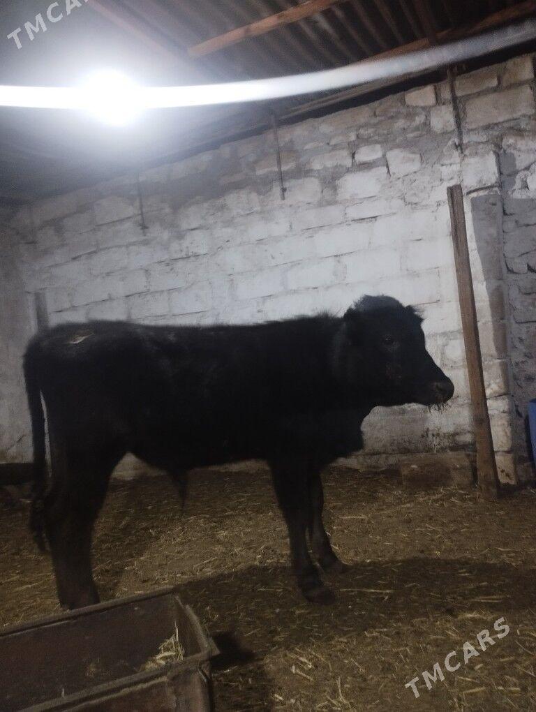 Okuz - Balkanabat - img 1