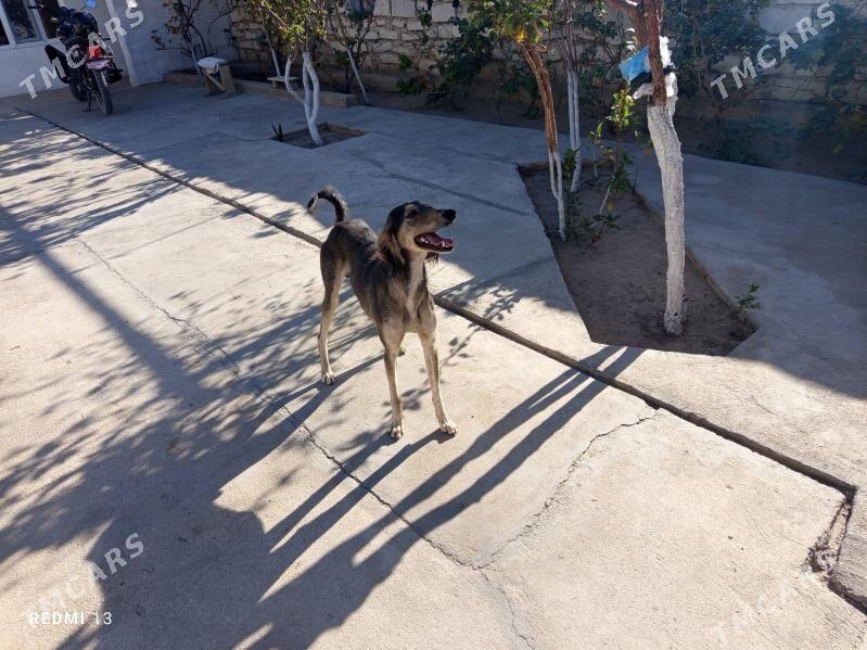 Awcy - Балканабат - img 1