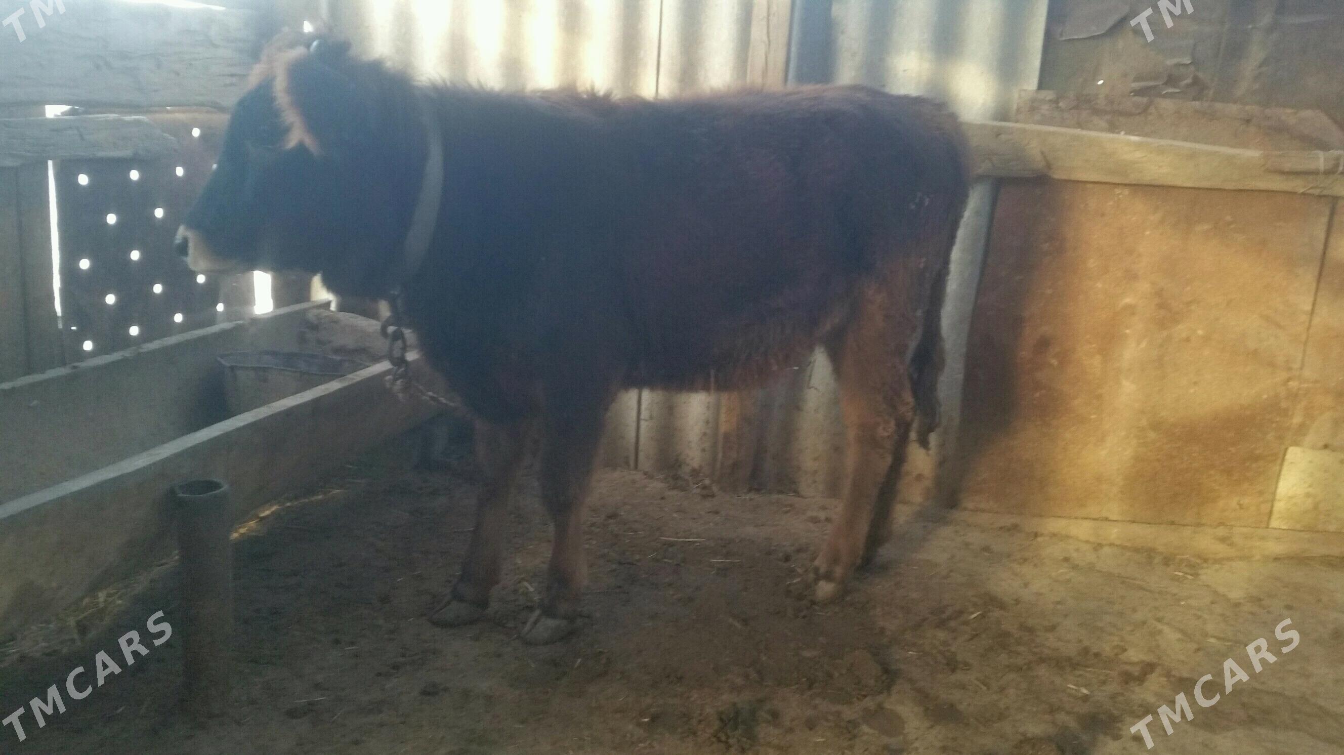 tuwe tohum - Gyzylarbat - img 1