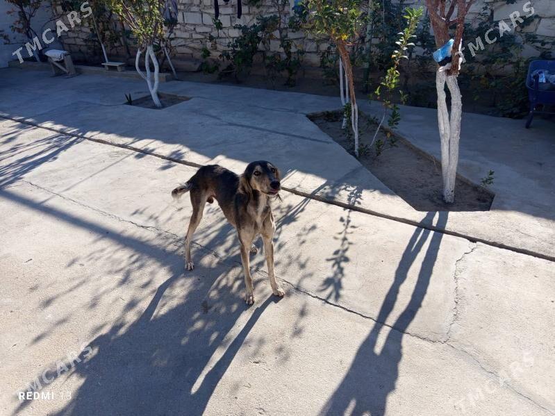 Awcy - Балканабат - img 4