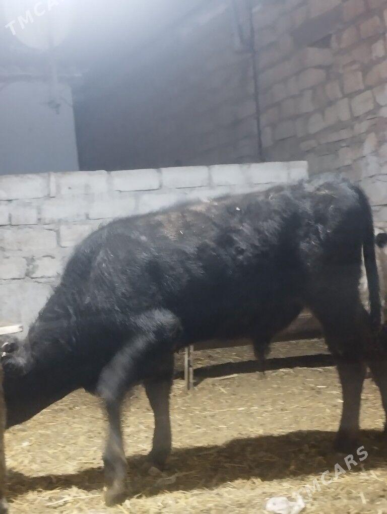 Okuz - Balkanabat - img 2