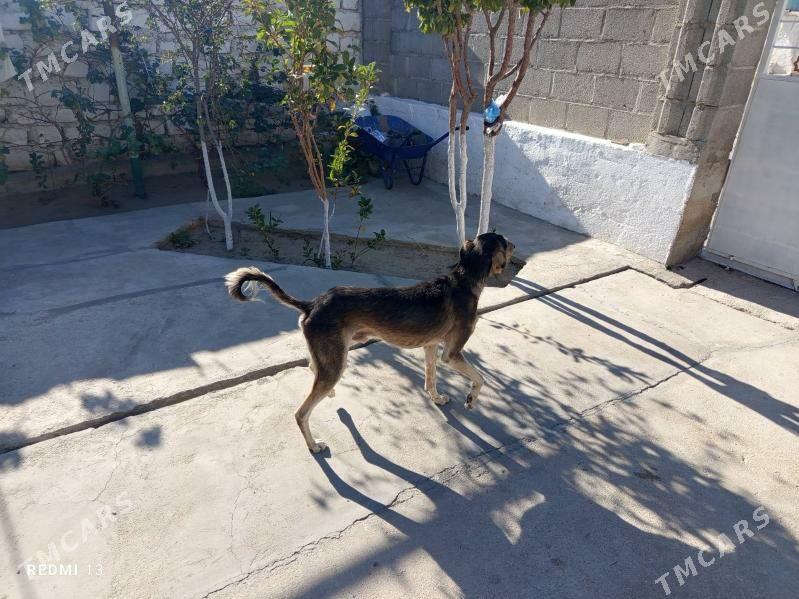 Awcy - Балканабат - img 3