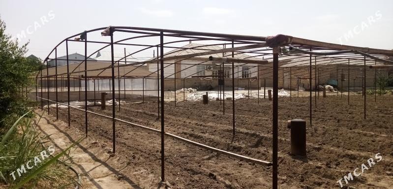 Teplissa parnik - Sakarçäge - img 2