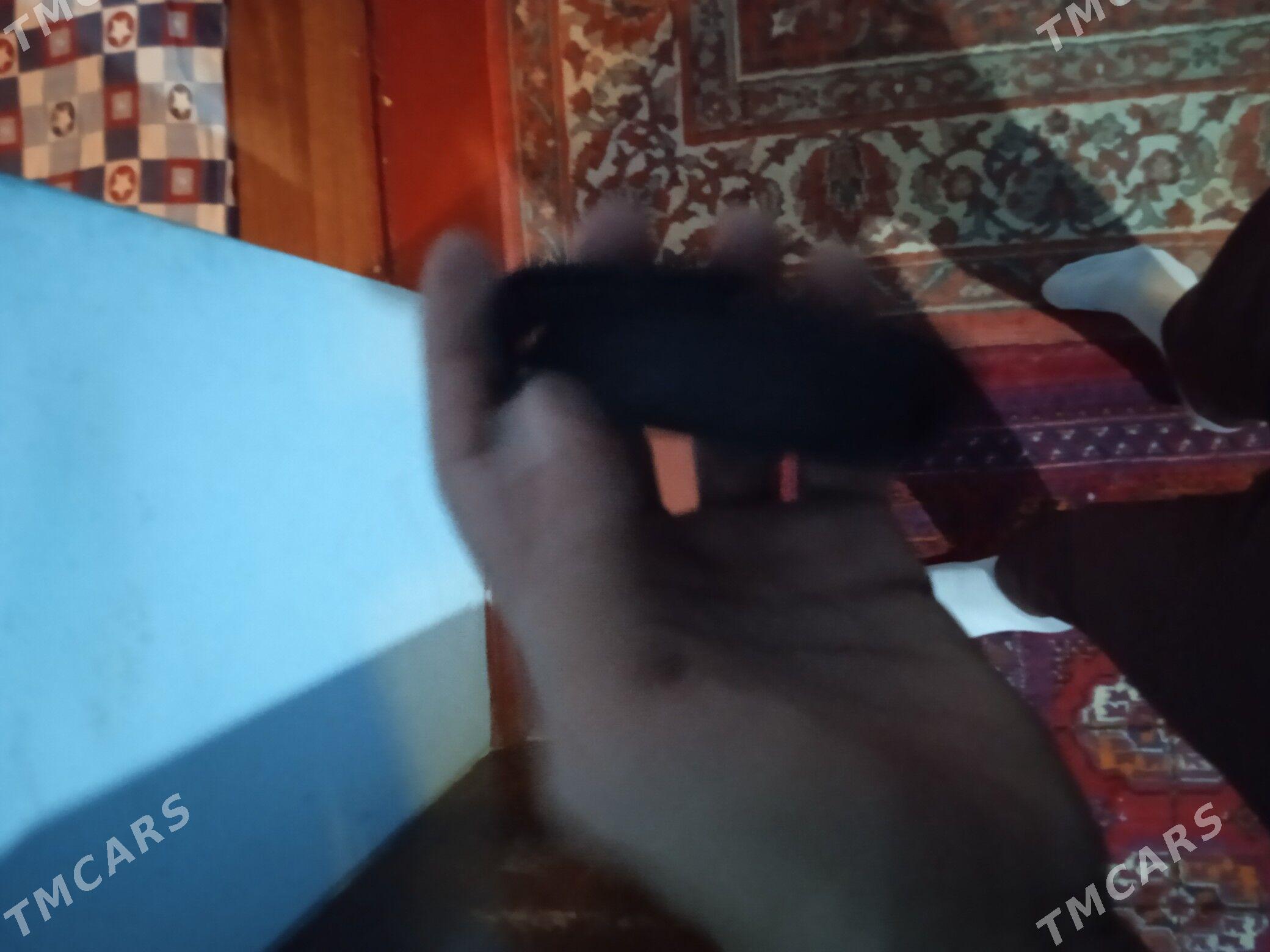 Acar - Бузмеин - img 2