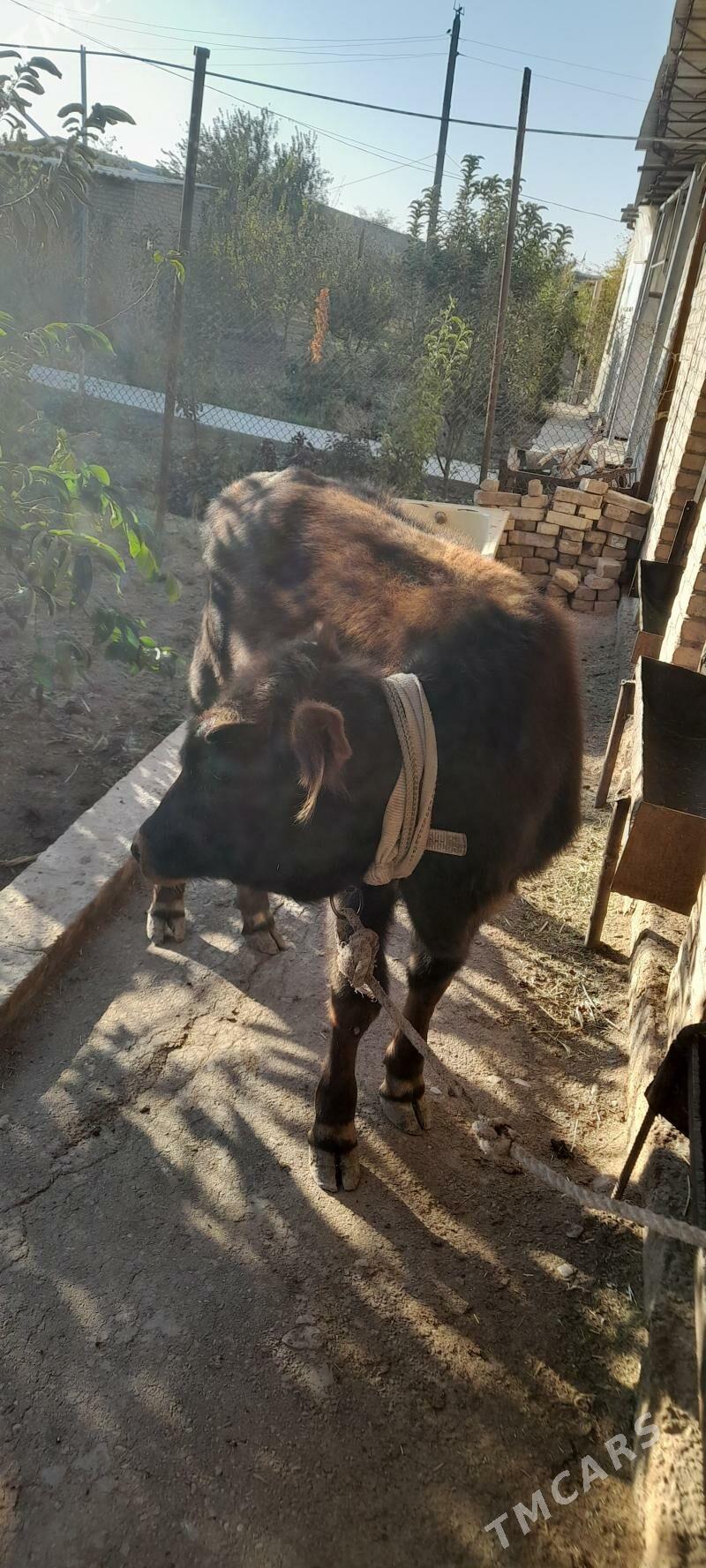 okuzce - Туркменабат - img 1