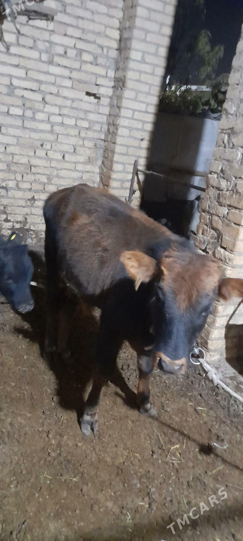 okuzce - Туркменабат - img 2