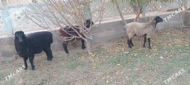 tokly - Мары - img 1