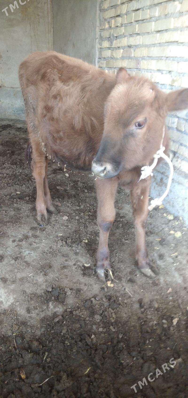 öküzçe - Çärjew - img 2