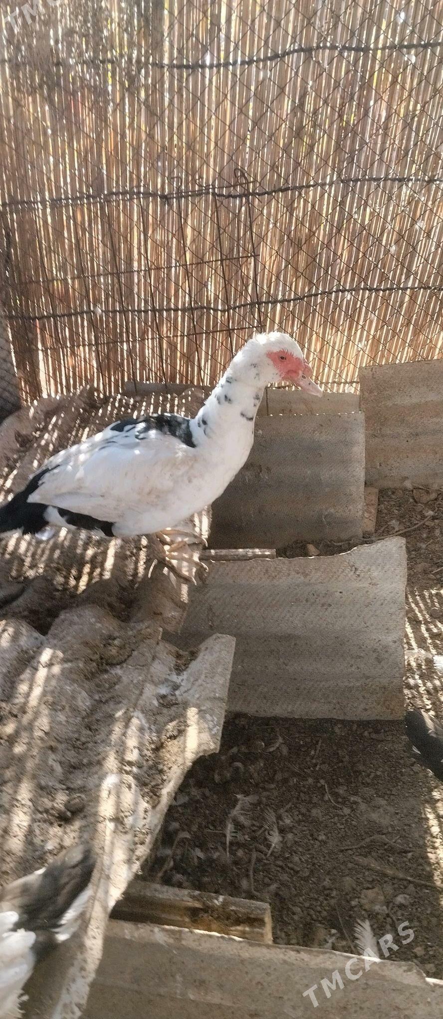 Индаутки Индаутки - Ýolöten - img 3