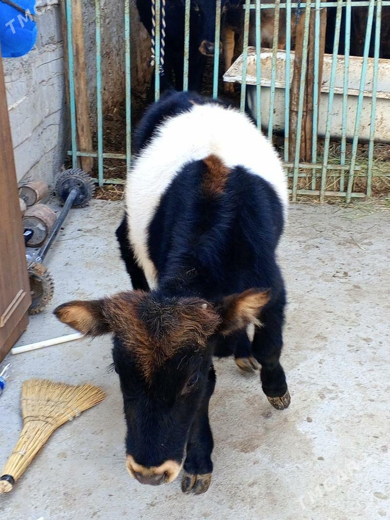 Okuz - Ашхабад - img 2