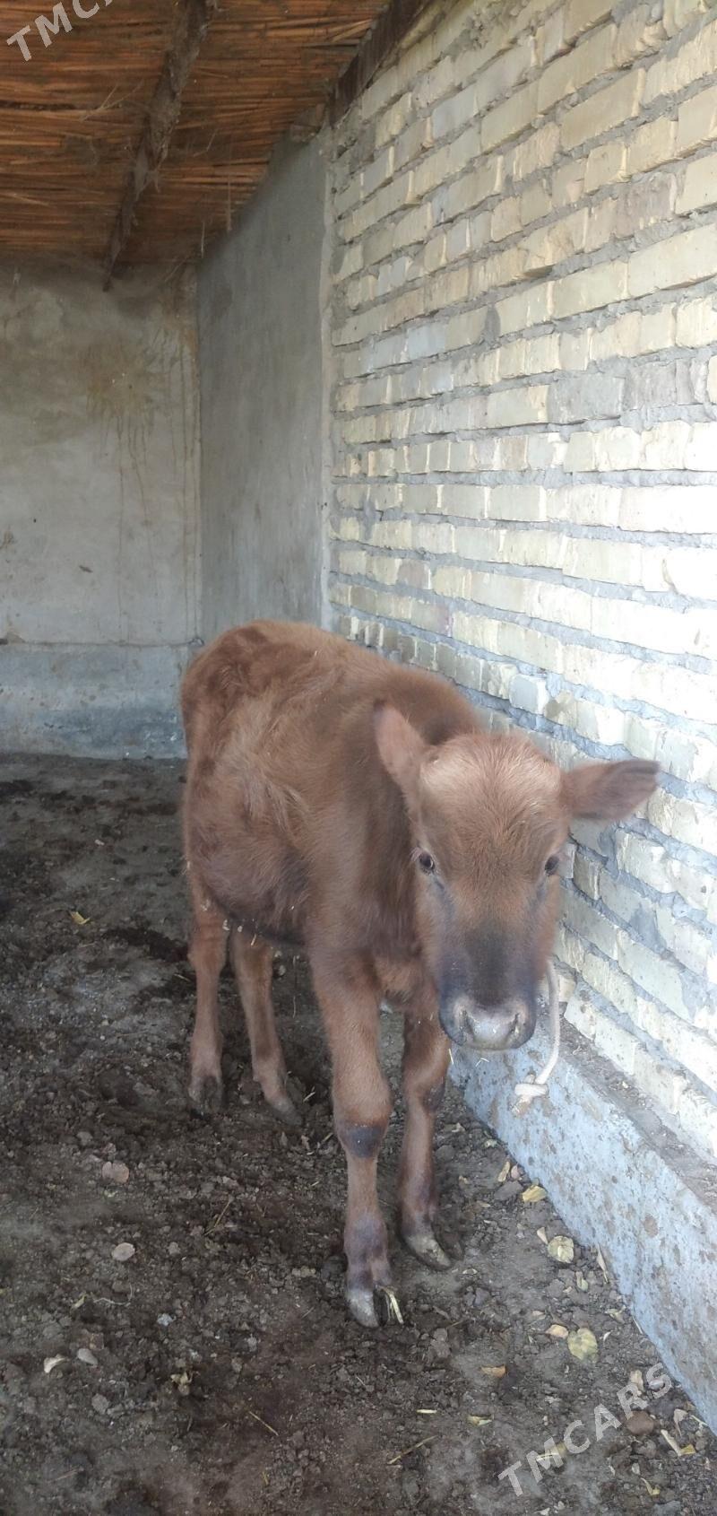 öküzçe - Çärjew - img 1