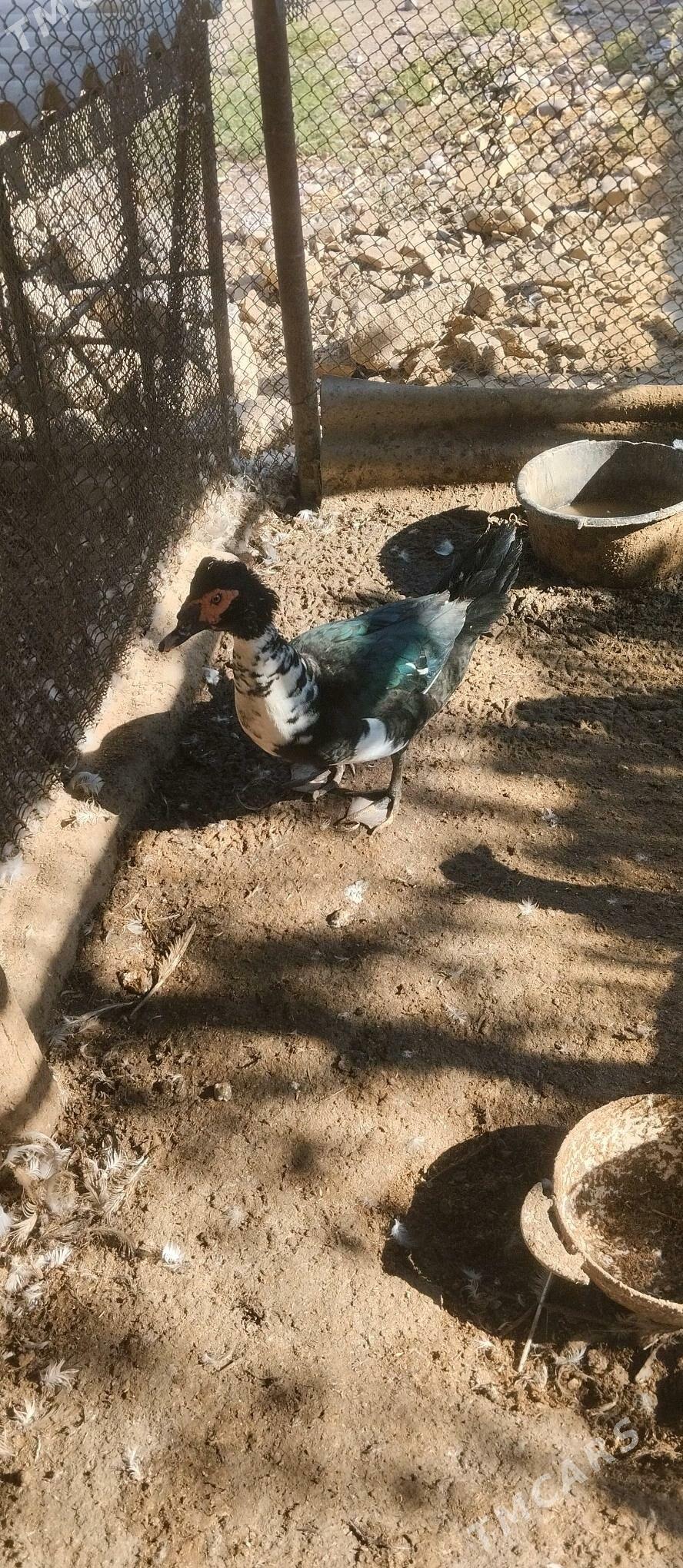 Индаутки Индаутки - Ýolöten - img 4