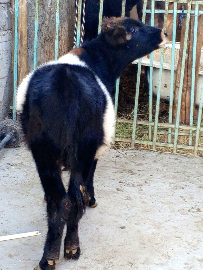 Okuz - Ашхабад - img 4