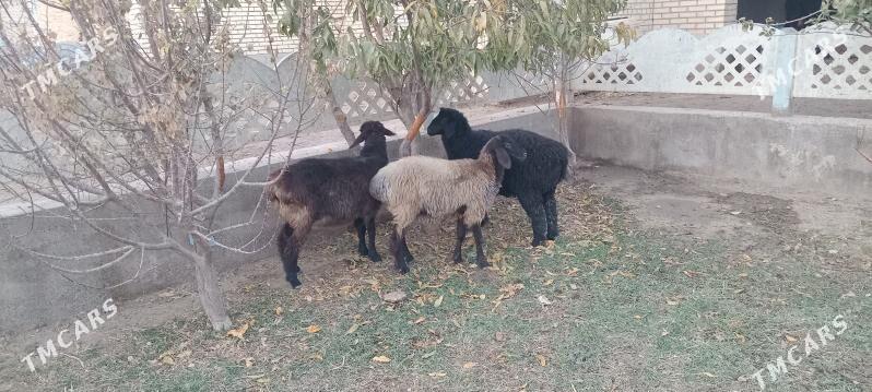 tokly - Мары - img 2