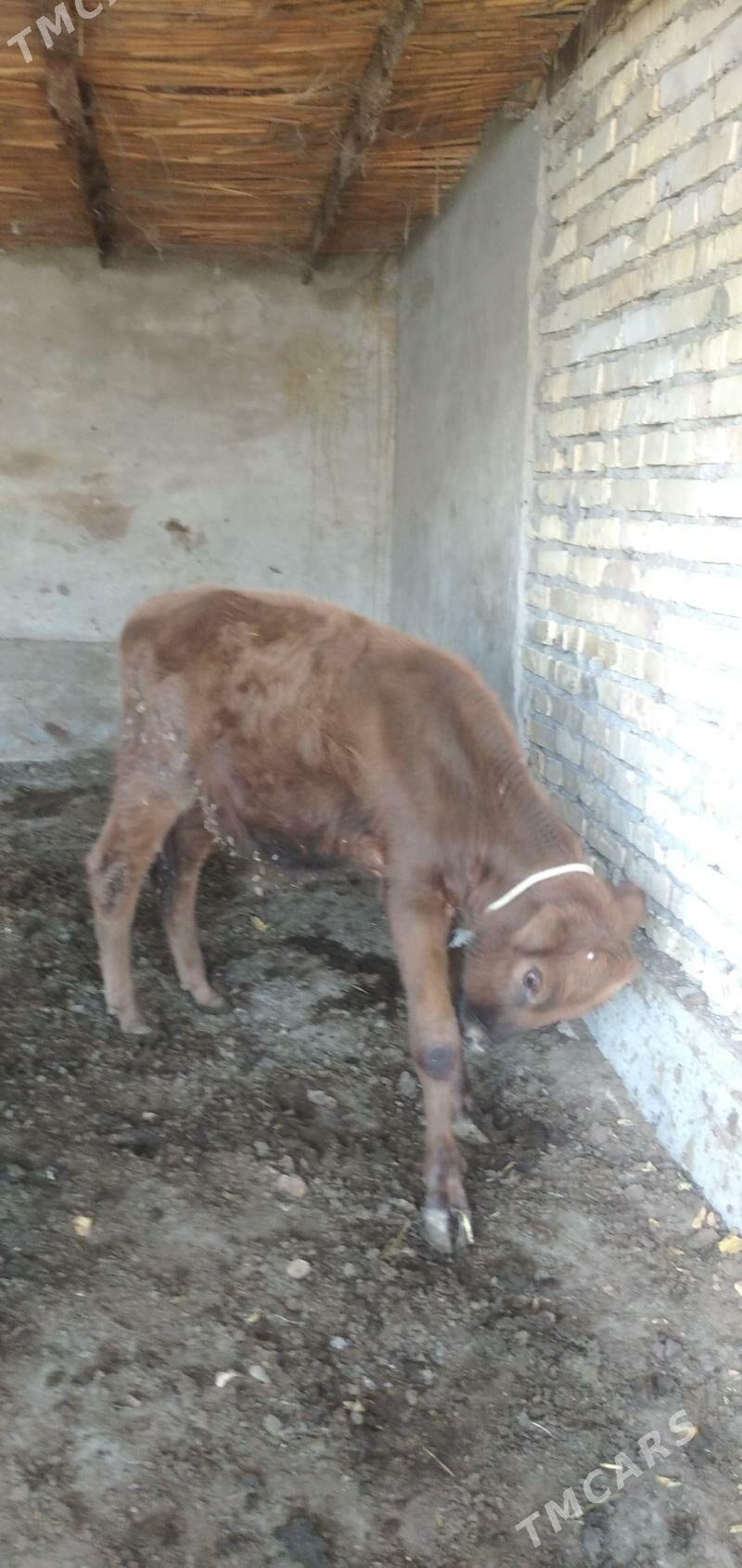 öküzçe - Çärjew - img 3