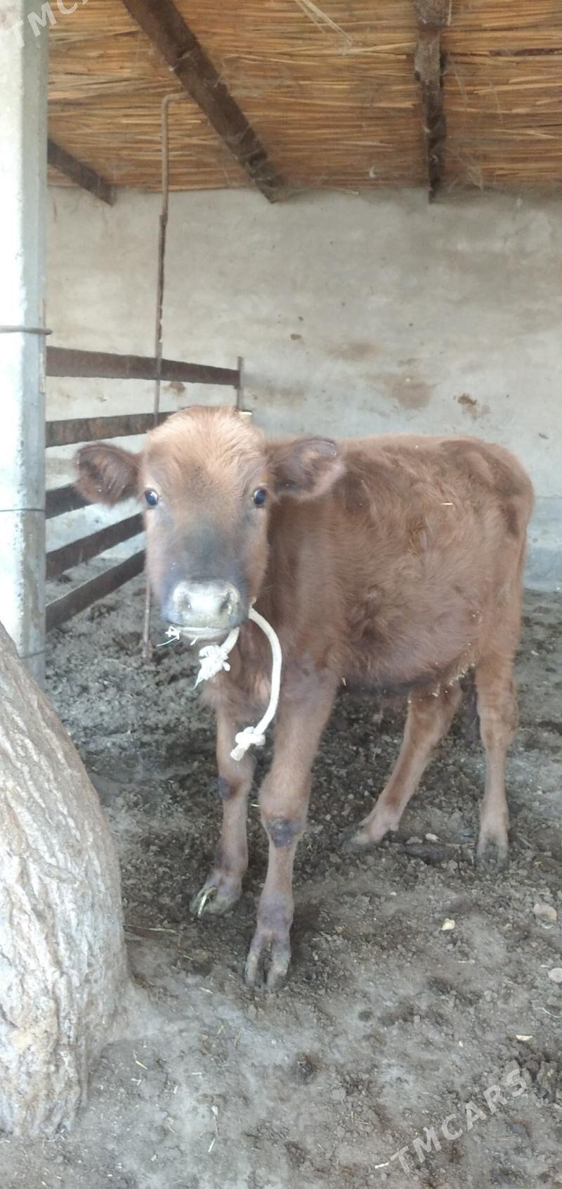 öküzçe - Çärjew - img 4