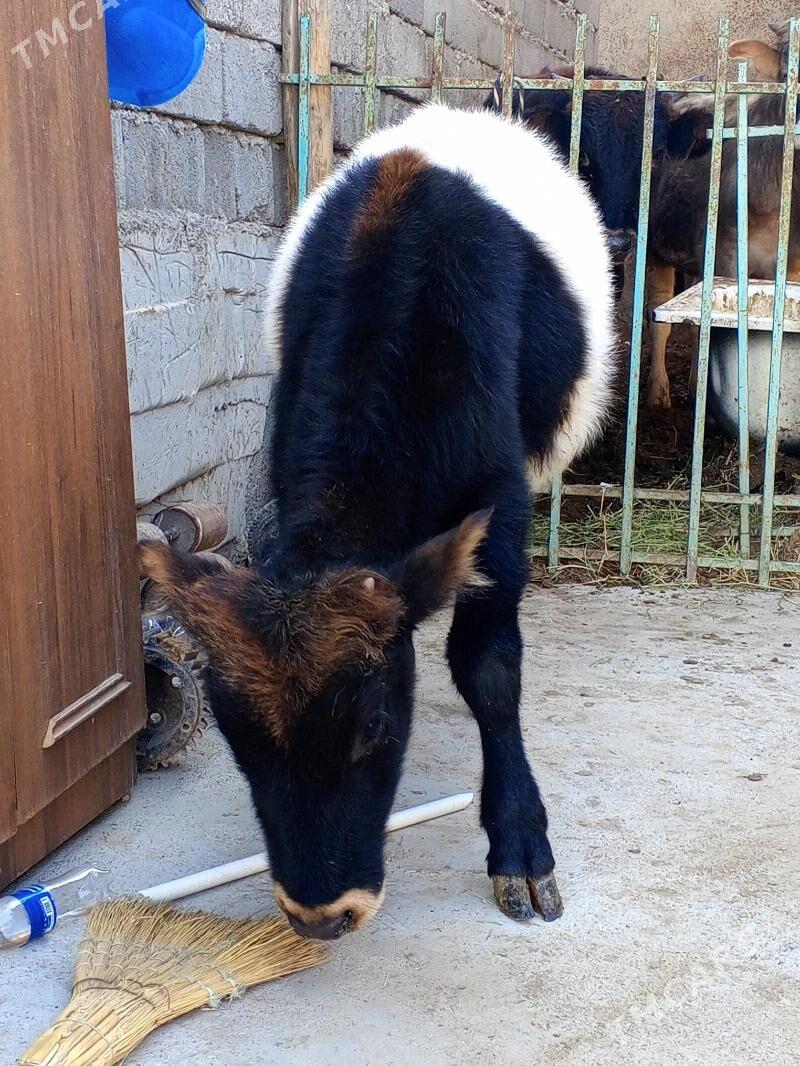 Okuz - Ашхабад - img 3