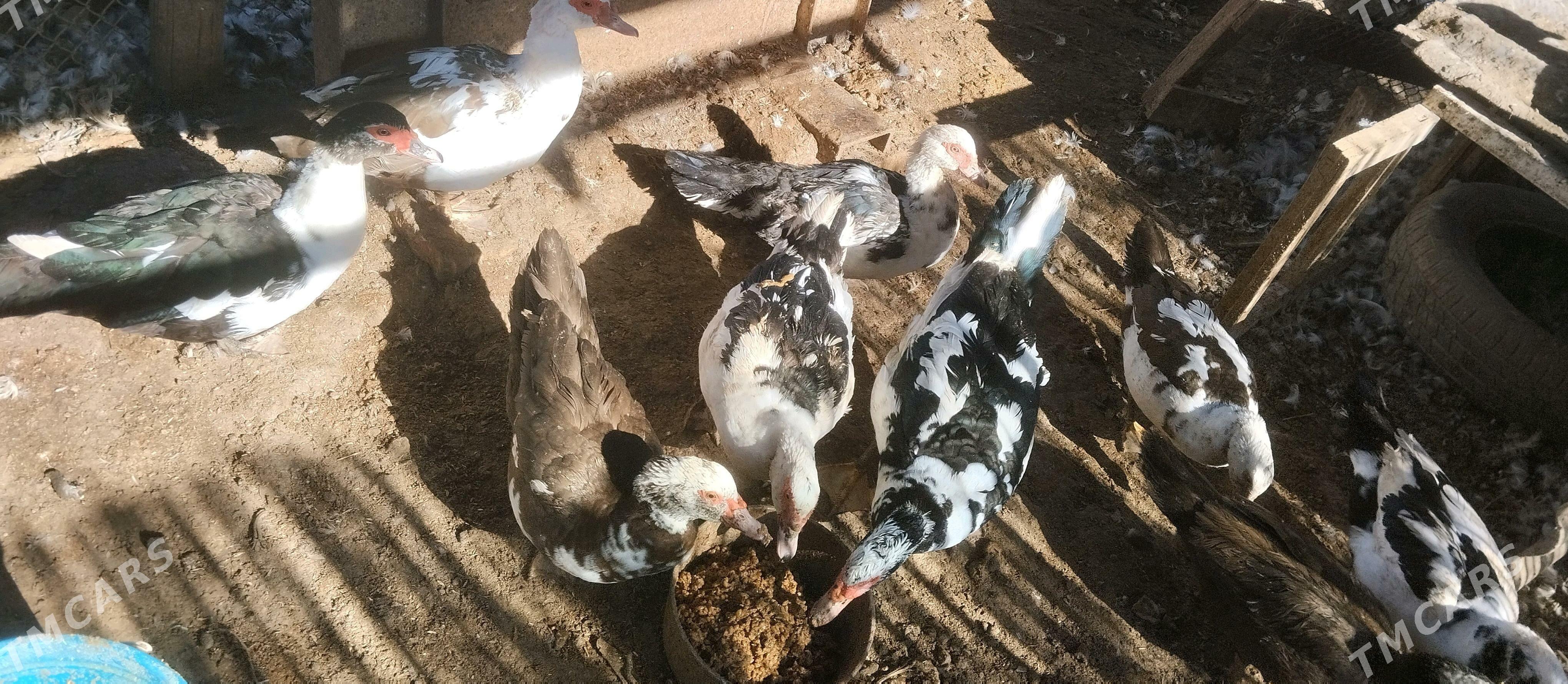 Индаутки Индаутки - Ýolöten - img 2