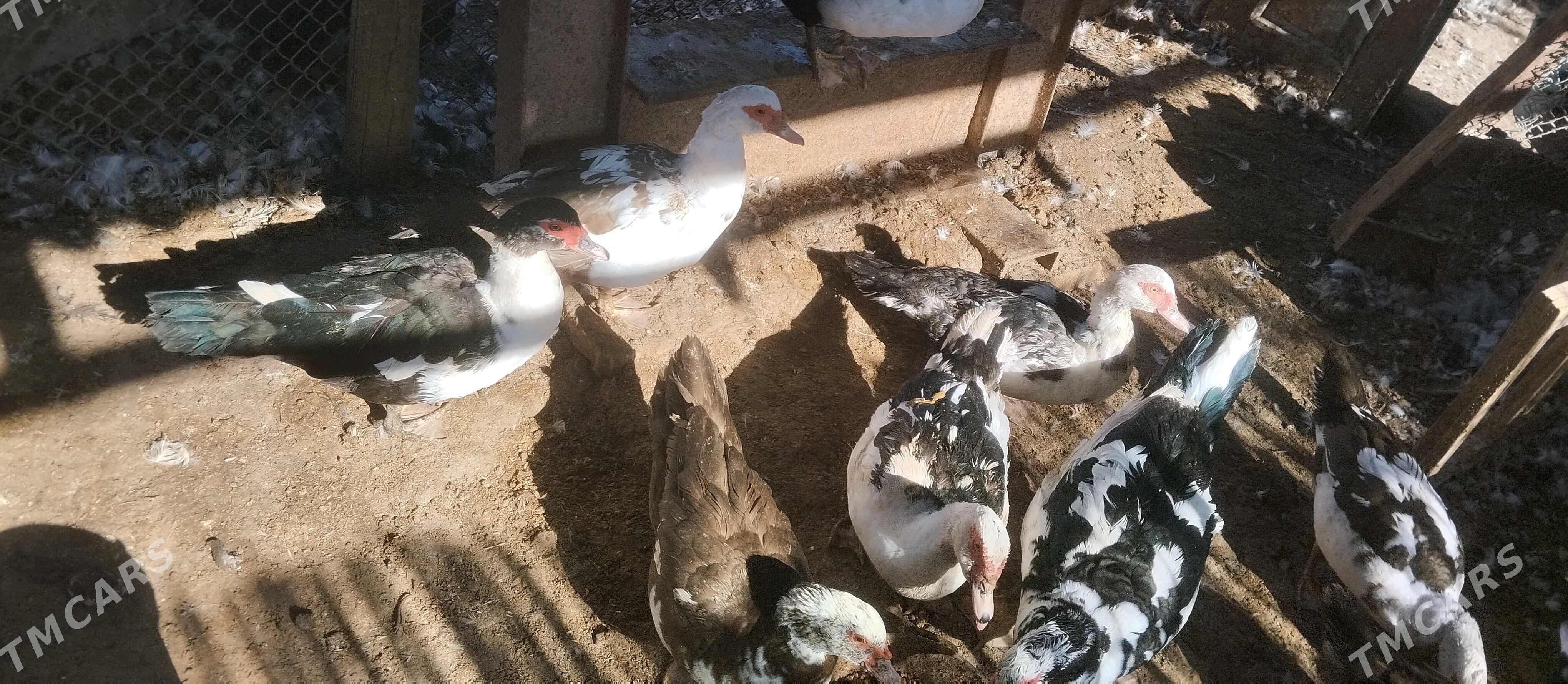 Индаутки Индаутки - Ýolöten - img 1