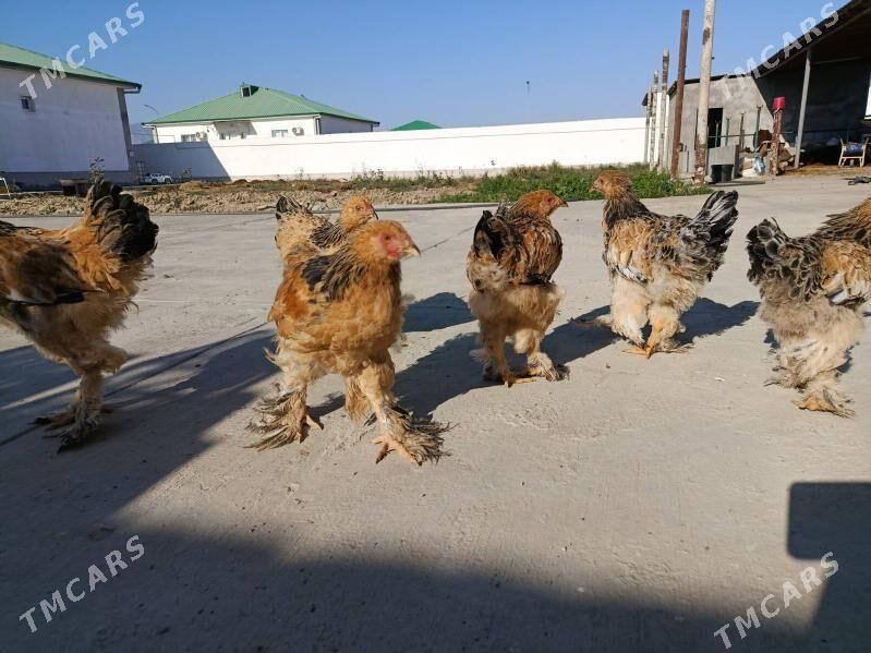 Brahma - Gökdepe - img 2