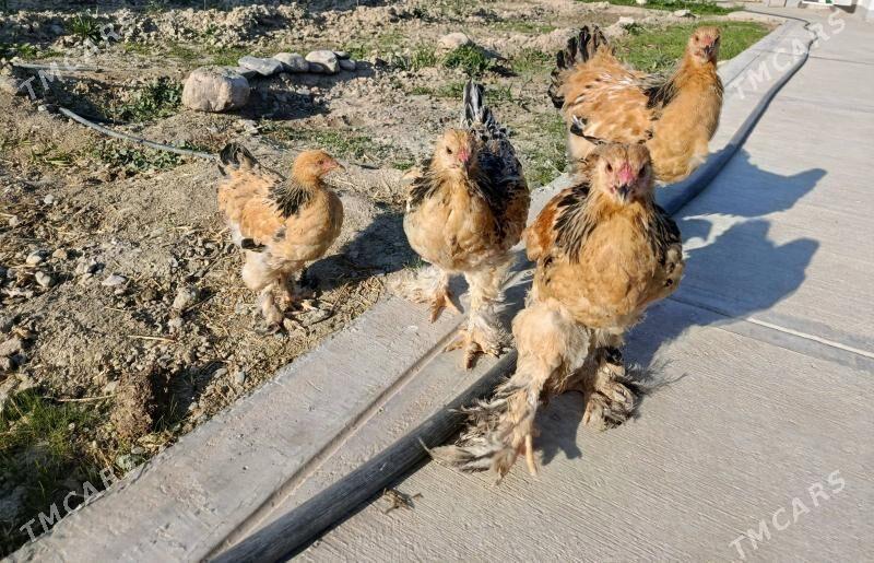 Brahma - Gökdepe - img 3