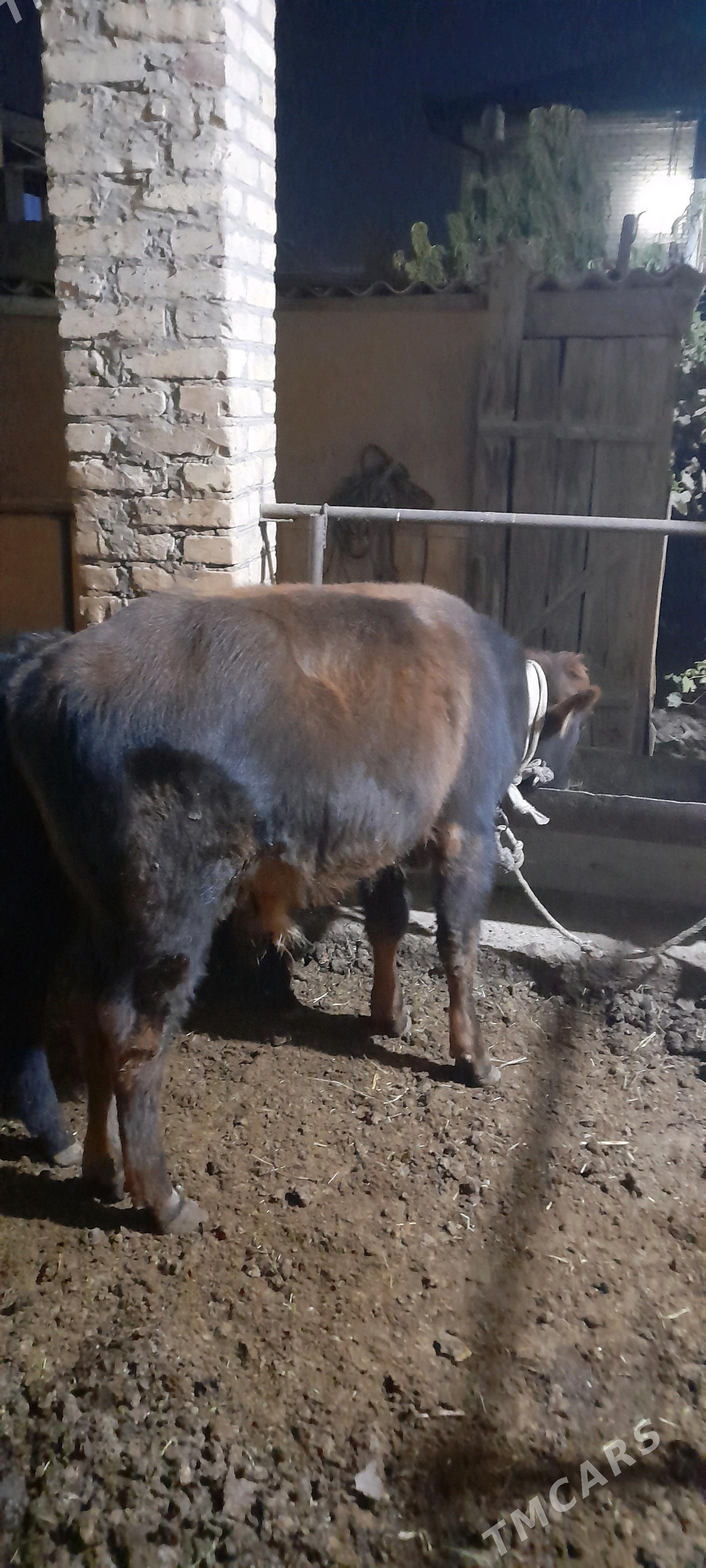 okuzce - Туркменабат - img 3