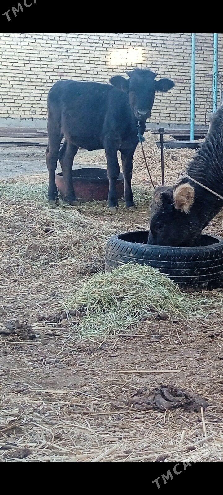 tüwe - Bäherden - img 2