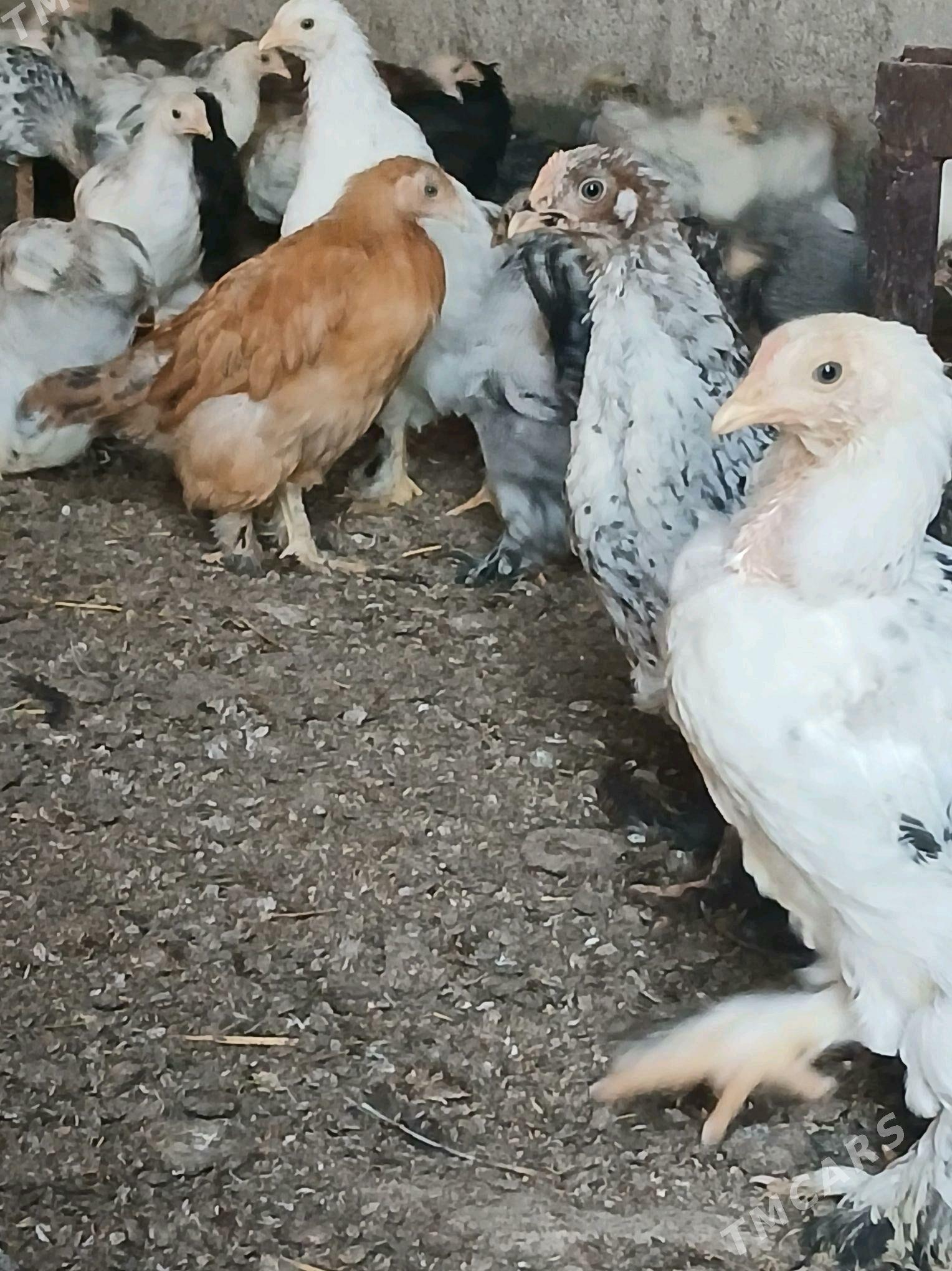 brama jüje - Анев - img 3